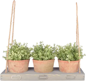 Triple Hanging Plantson Shelf PNG