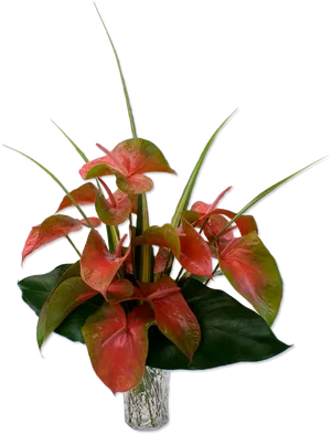 Tropical Anthurium Arrangement PNG image