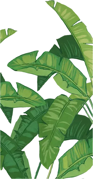 Tropical Banana Leaves Artistic Background PNG image