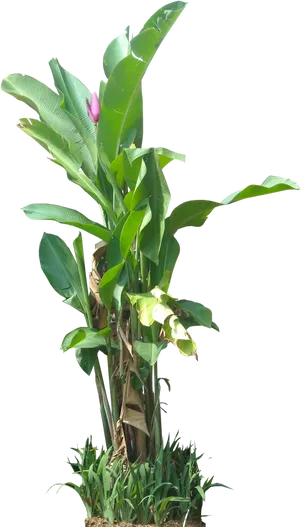 Tropical Banana Tree With Flower PNG