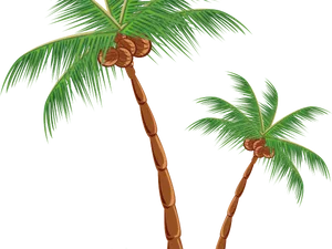 Tropical Coconut Palms