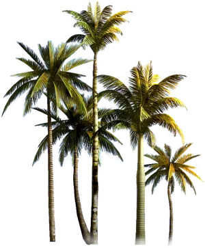 Tropical_ Coconut_ Palms_ Isolated PNG image