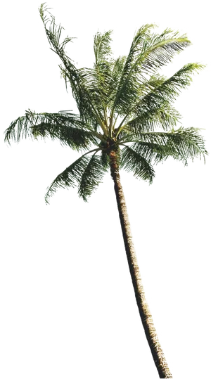 Tropical Coconut Tree Against Sky PNG image