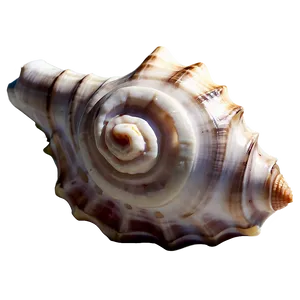 Tropical Conch Shell Png 06132024 PNG image