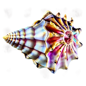 Tropical Conch Shell Png 06132024 PNG image