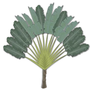 Tropical Fan Palm Illustration