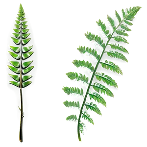 Tropical Fern Leaf Icon Png 97 PNG image