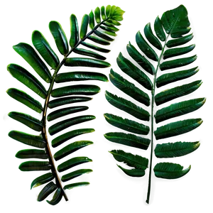 Tropical Ferns Png 21 PNG image