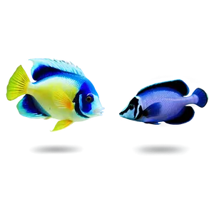 Tropical Fish Collection Png 20 PNG image