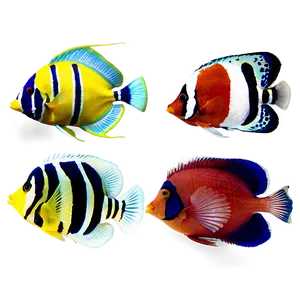 Tropical Fish Collection Png Eqp40 PNG image