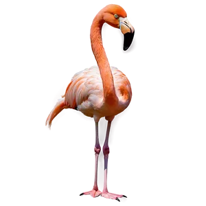 Tropical Flamingo A PNG image