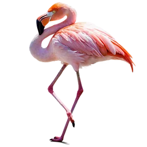 Tropical Flamingo And Hibiscus PNG 06272024