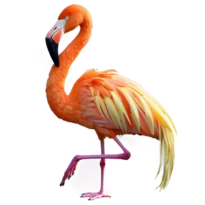 Tropical Flamingo And Hibiscus PNG Lgp