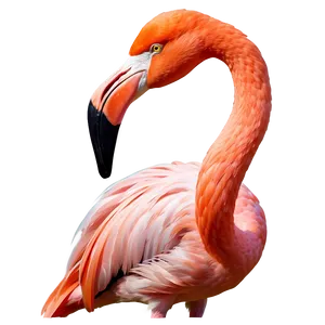 Tropical Flamingo Illustration Png 06272024 PNG image