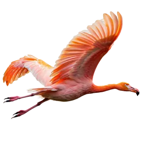 Tropical Flamingo In Flight PNG 06272024