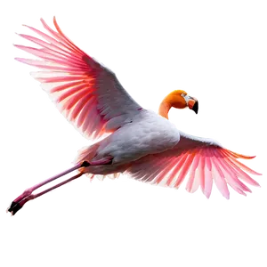 Tropical Flamingo In Flight PNG Tod