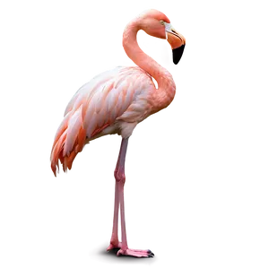 Tropical Flamingo Vacation PNG Eoy