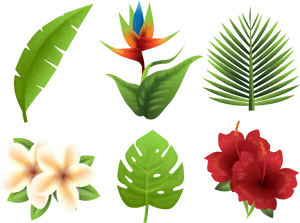 Tropical Flora Collection PNG image