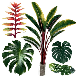 Tropical Foliage Plants PNG 77