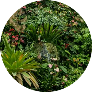 Tropical Garden Diversity.jpg PNG image