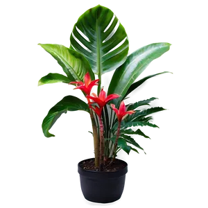Tropical Garden Plants PNG Noj