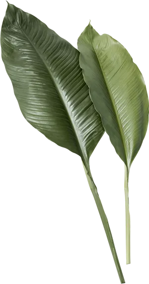 Tropical Green Leaves Texture PNG image