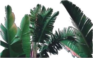 Tropical Greenery Against Black Background.jpg PNG image