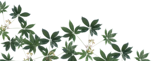 Tropical Greenery Transparent Background PNG image