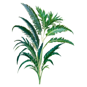 Tropical Herb PNG 57 PNG