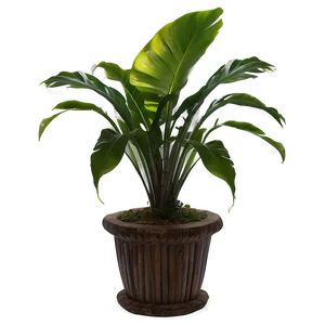 Tropical House Plants PNG 84 PNG