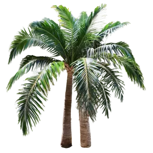 Tropical Island Palms PNG 23 PNG