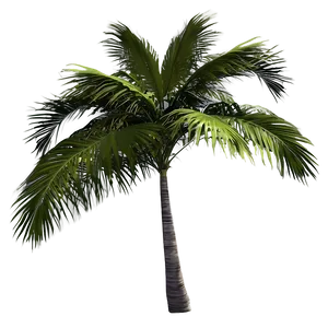 Tropical Island Palms PNG Vuq38 PNG