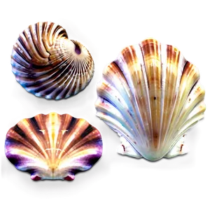 Tropical Island Seashells PNG 06132024 PNG