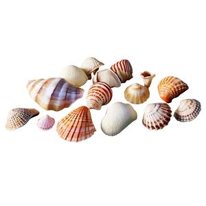 Tropical Island Seashells PNG 94 PNG