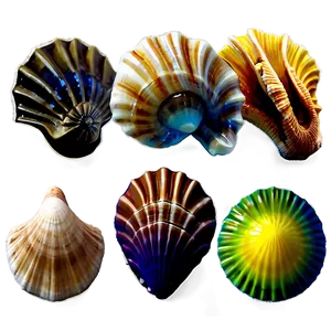 Tropical Island Seashells PNG Ovw PNG