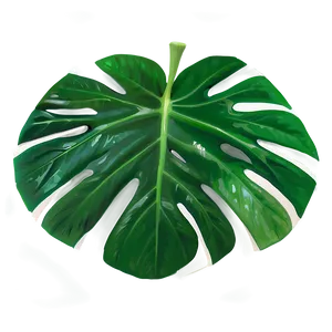 Tropical Leaf A PNG image