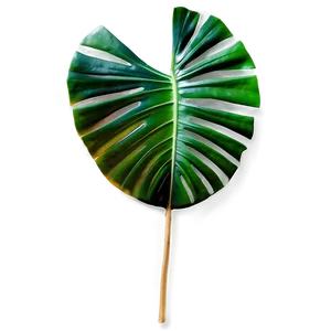 Tropical Leaf Collection PNG Tad PNG
