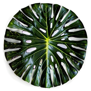 Tropical Leaf Composition PNG 20