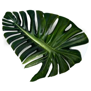 Tropical Leaf Composition PNG Dnp79 PNG