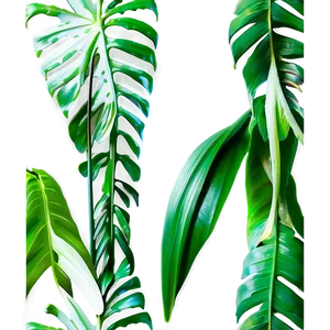Tropical Leaf Isolated PNG 06122024