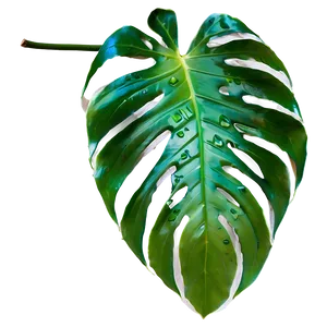 Tropical Leaf Isolated PNG Asm38 PNG