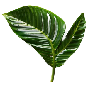 Tropical Leaf Isolated PNG Xwi84 PNG