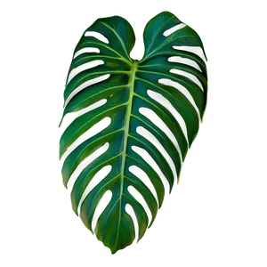 Tropical Leaf Print PNG 06122024