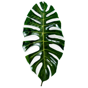 Tropical Leaf Set PNG Wps PNG