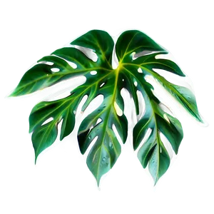 Tropical Leaf Shape PNG Kok4 PNG