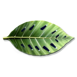 Tropical Leaf Sticker PNG Gcj55 PNG