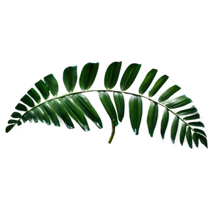 Tropical Leaf Transparency PNG Cer