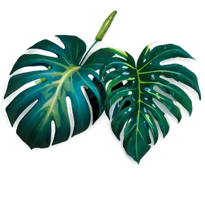Tropical Leaves PNG 05042024