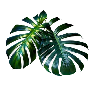 Tropical Leaves PNG 05042024