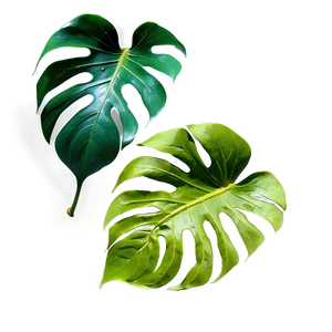 Tropical Monstera Leaf Png 06212024 PNG image